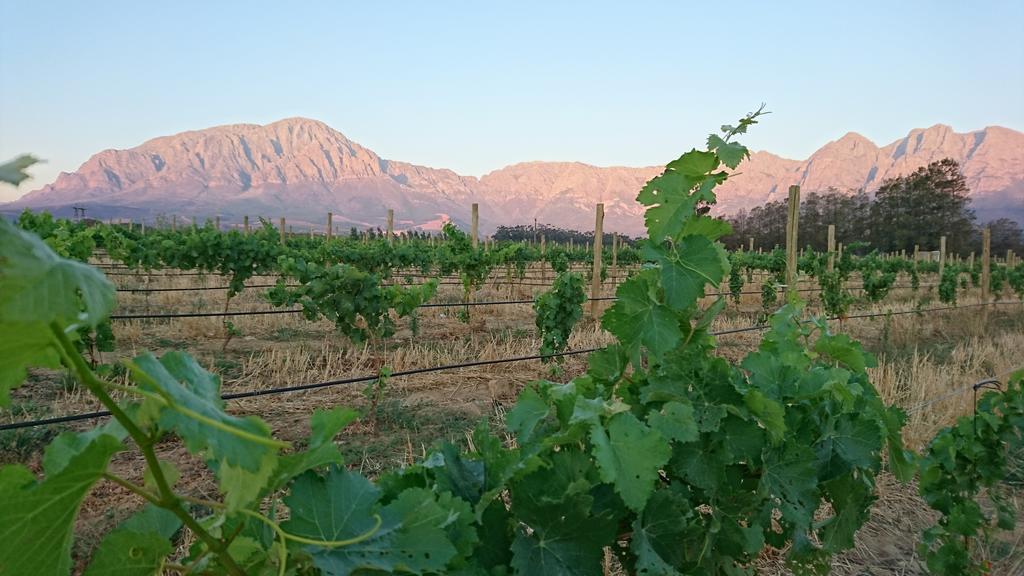 Seven Oaks Vineyard Cottages Wolseley 외부 사진