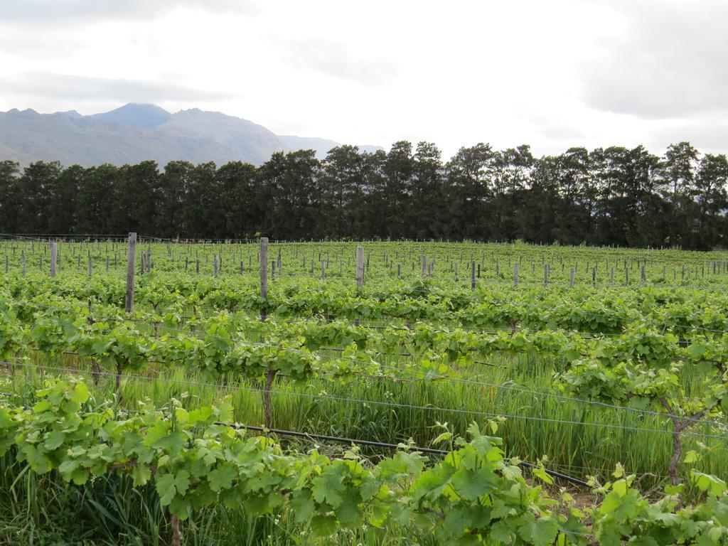 Seven Oaks Vineyard Cottages Wolseley 외부 사진